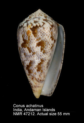 Conus achatinus (4).jpg - Conus achatinusGmelin,1791